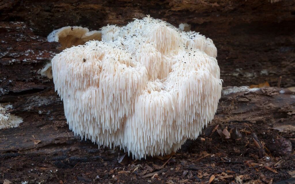 What is Lions Mane: Highly Recommended by Expert