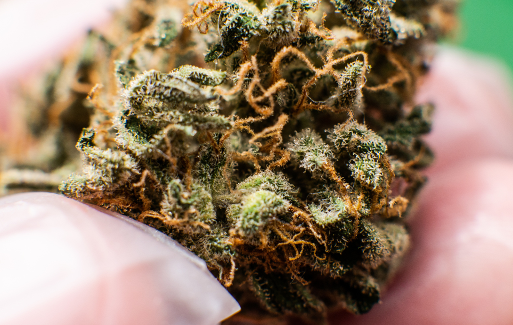 THCa Flower Boosts Mood